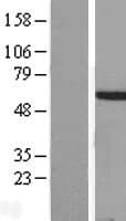 HOXA3 Protein (Over-Expression Lysate Myc-DDK (Flag))