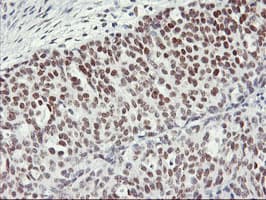 NABP2 Antibody (clone OTI1E11, Carrier-free)