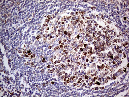 Betaglycan / TGFBR3 Antibody (aa531-777, clone OTI4F11)