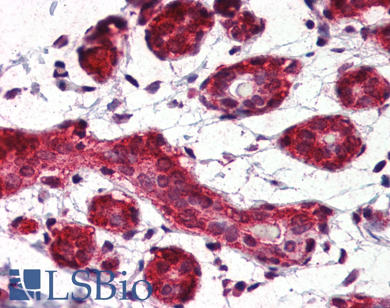 IHC-plus™ HSP90 / Heat Shock Protein 90 Antibody (aa1-732, clone 4F10)