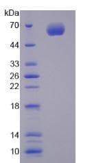 Rat CYP1A1 Protein (Recombinant His-GST, N-terminus)