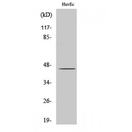 SPT3 / SUPT3H Antibody (140-220 aa, Internal)