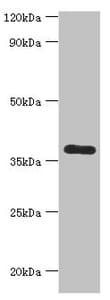 CALHM1 Antibody (aa202-346)