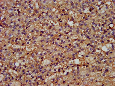 Polyclonal Rabbit anti-Human WLS / GPR177 Antibody (IHC, WB)