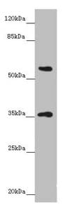 GNB1L / FKSG1 Antibody