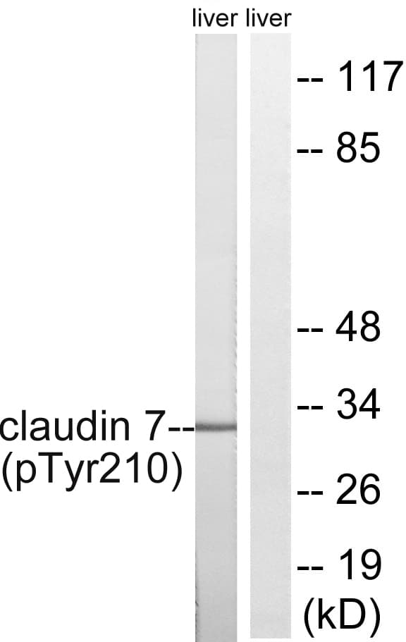 CLDN7 / Claudin 7 Antibody (phospho-Tyr210)
