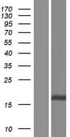 MZT2A / FAM128A Protein (Over-Expression Lysate Myc-DDK (Flag))