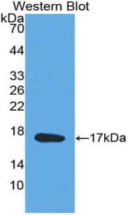 MDK / Midkine Antibody (aa22-143)