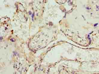 UBXN10 Antibody