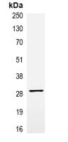 VSV-g Tag Antibody