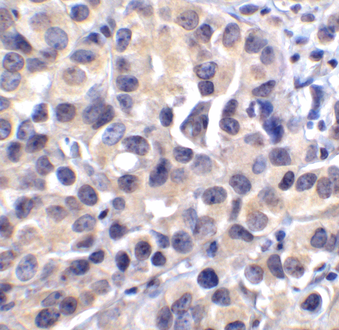 VSIR / GI24 / VISTA Antibody (clone 6D2)