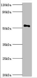 SMAD9 Antibody (aa1-300)