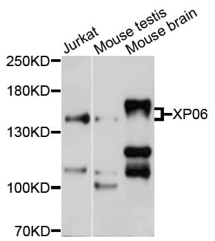 XPO6 Antibody