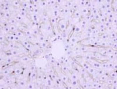 Hepatic Sinusoidal Endothelial Cells Antibody (clone SE-1)