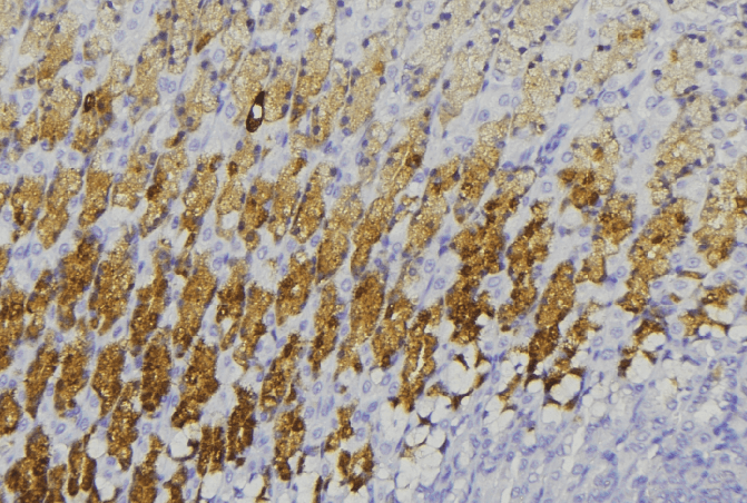 TRIM31 / RNF Antibody