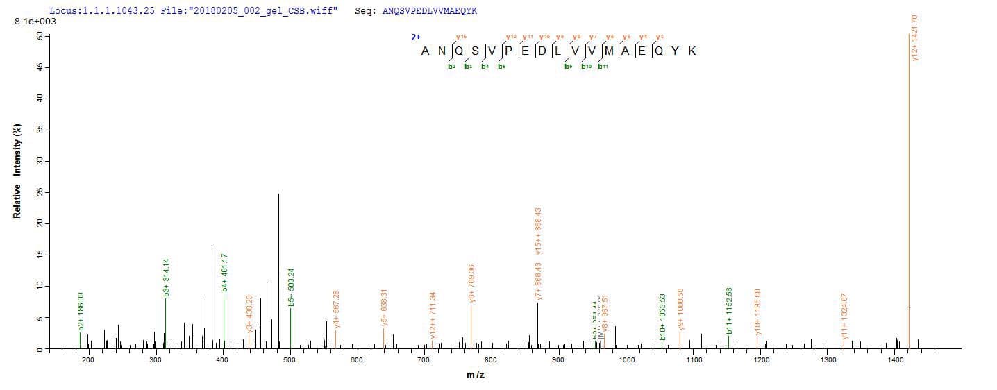 Human CT26 / DDX53 Protein (Recombinant 10His, N-terminus + Myc, C-terminus)