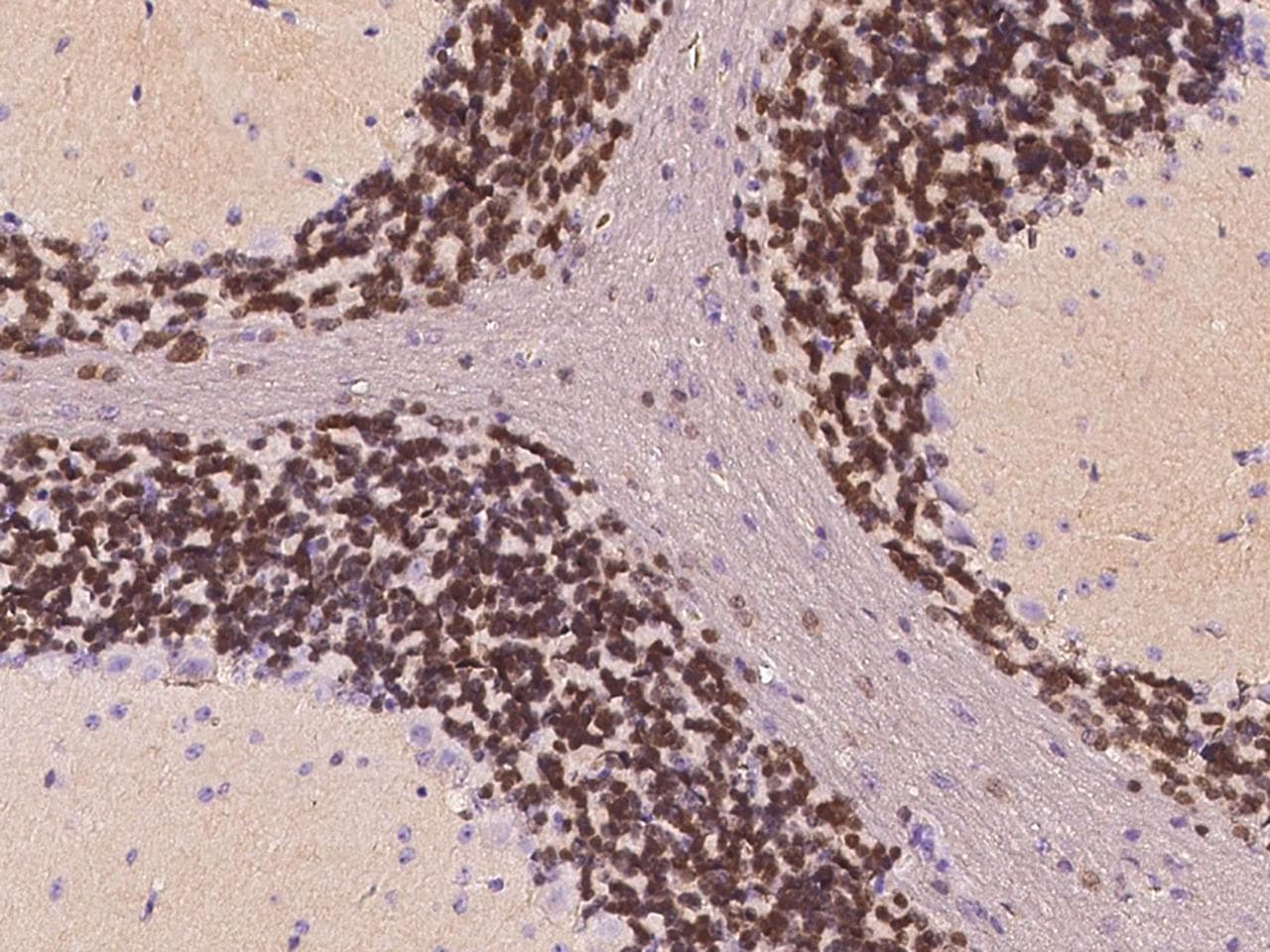 Polyclonal Rabbit anti-Mouse RBFOX3 / NEUN Antibody (Preservative Free, IHC)