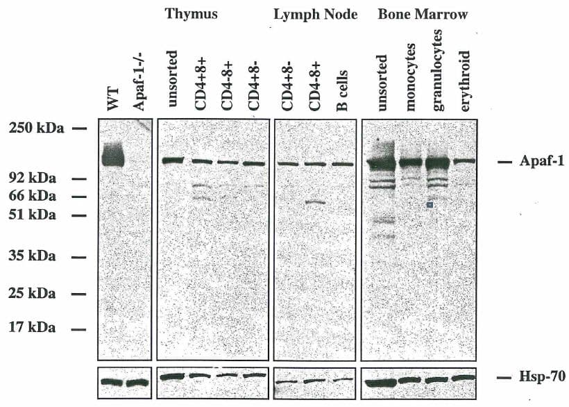 APAF1 / APAF-1 Antibody (aa1-97, clone 13F11)