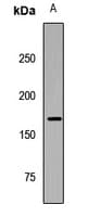 TOPBP1 Antibody