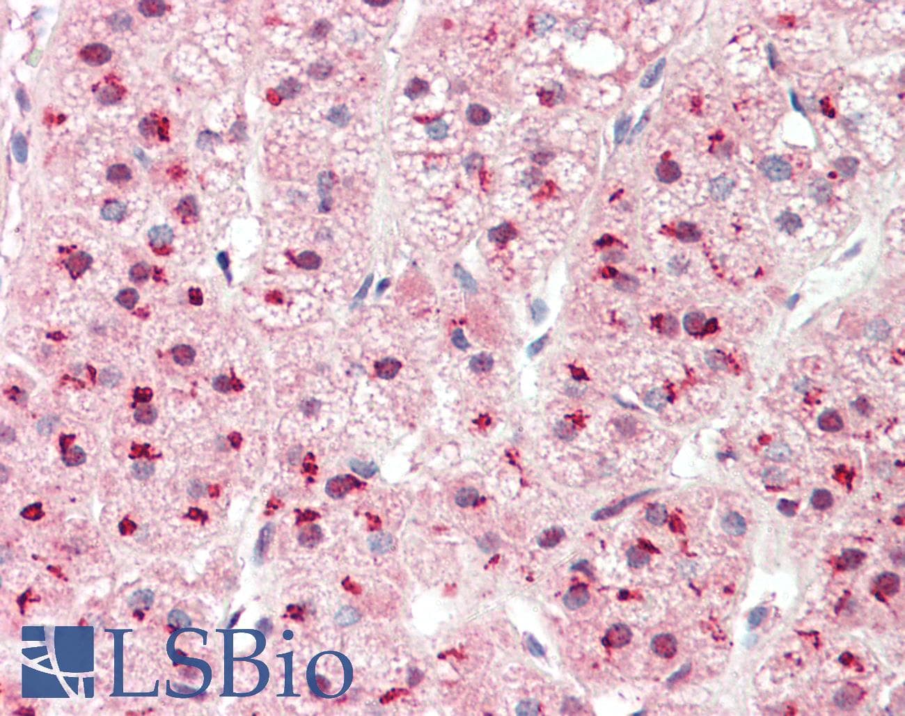 PSMD1 Antibody (aa251-300)
