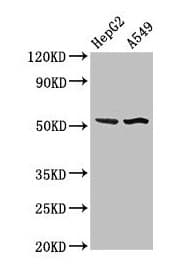 SPRED1 Antibody