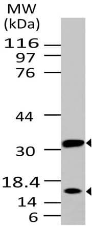 PathPlus™ Monoclonal Mouse anti-Human CASP3 / Caspase 3 Antibody (clone ABM1C12, IHC, WB)