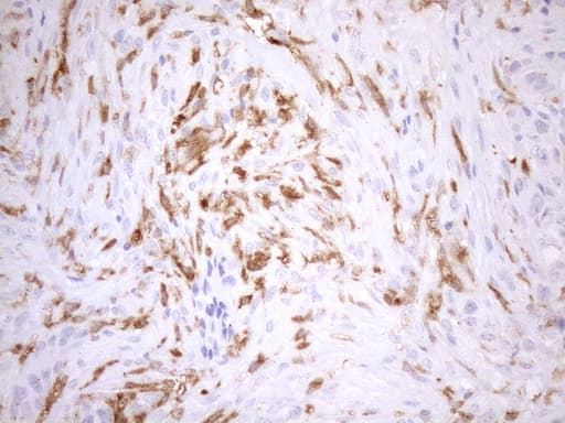 Monoclonal Mouse anti-Human P40PHOX / NCF4 Antibody (clone OTI4B5, Carrier-free, IHC, WB)