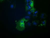 HDAC6 Antibody (clone OTI3F9)