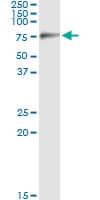 SIGLEC6 Antibody (clone 2G6)