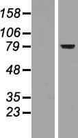 FOXP2 Protein (Over-Expression Lysate Myc-DDK (Flag))