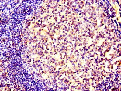 SMURF2 Antibody