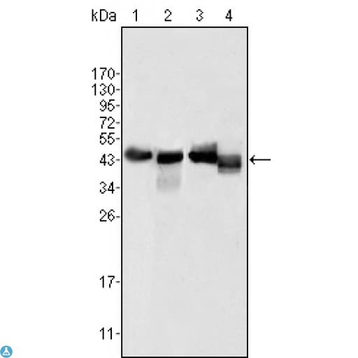APOA4 Antibody