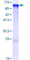 Human MED24 / TRAP100 Protein (Recombinant GST)