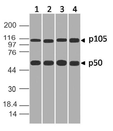 NFKB1 / NF-Kappa-B Antibody