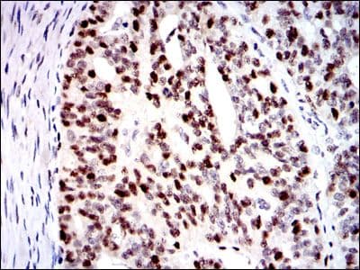 MCM2 Antibody (clone 10000000)