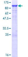 Human PTPDC1 Protein (Recombinant GST)