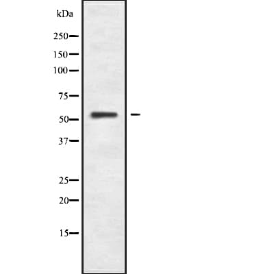 POLR1E Antibody