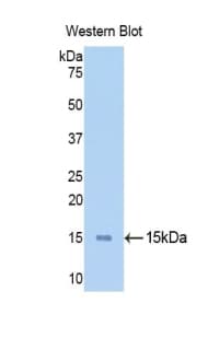 Ribonuclease A / RNASE1 Antibody (aa31-150, Biotin)
