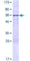 Human SCML4 Protein (Recombinant GST)