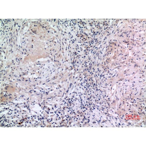 MCM7 Antibody (491-540 aa, Internal)