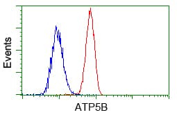 ATP5B / ATP Synthase Beta Antibody (clone OTI1F7, Carrier-free)