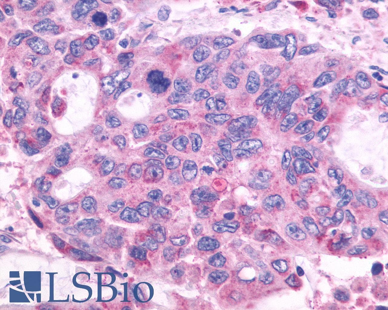 PathPlus™ GPR150 Antibody (C-Terminus)