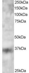 IHC-plus™ KLF16 Antibody (aa239-252)