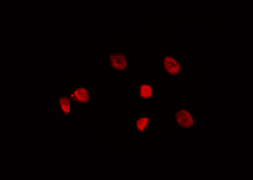 FOXD4 Antibody