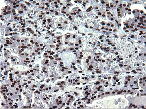 Monoclonal Mouse anti-Human ARNTL / BMAL1 Antibody (clone OTI1H6, IHC, WB)