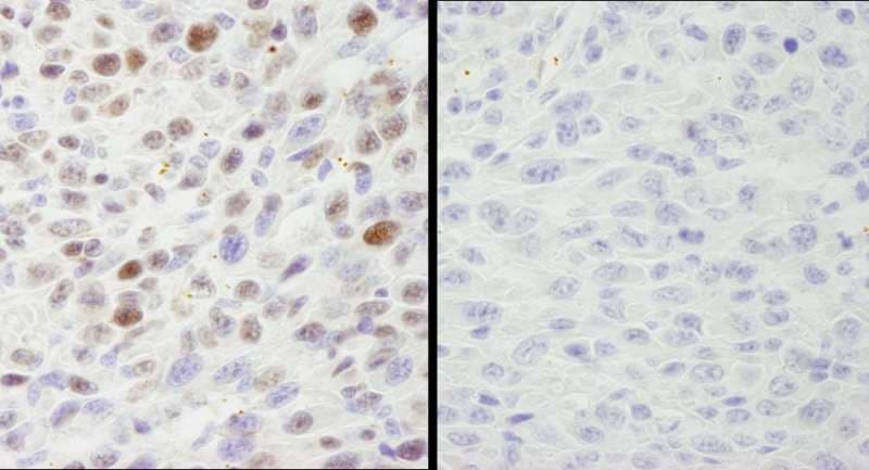 MCM2 Antibody (phospho-Ser40/41)