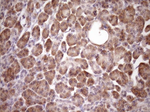 PIN4 Antibody (clone OTI7H2)