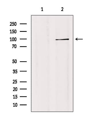 Polyclonal Rabbit anti-Human GTF3C3 Antibody (IF, WB)