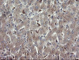 APP / Beta Amyloid Precursor Antibody (clone OTI4C9)