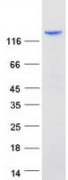 Human ZBTB10 Protein (Recombinant Myc-DDK (Flag))